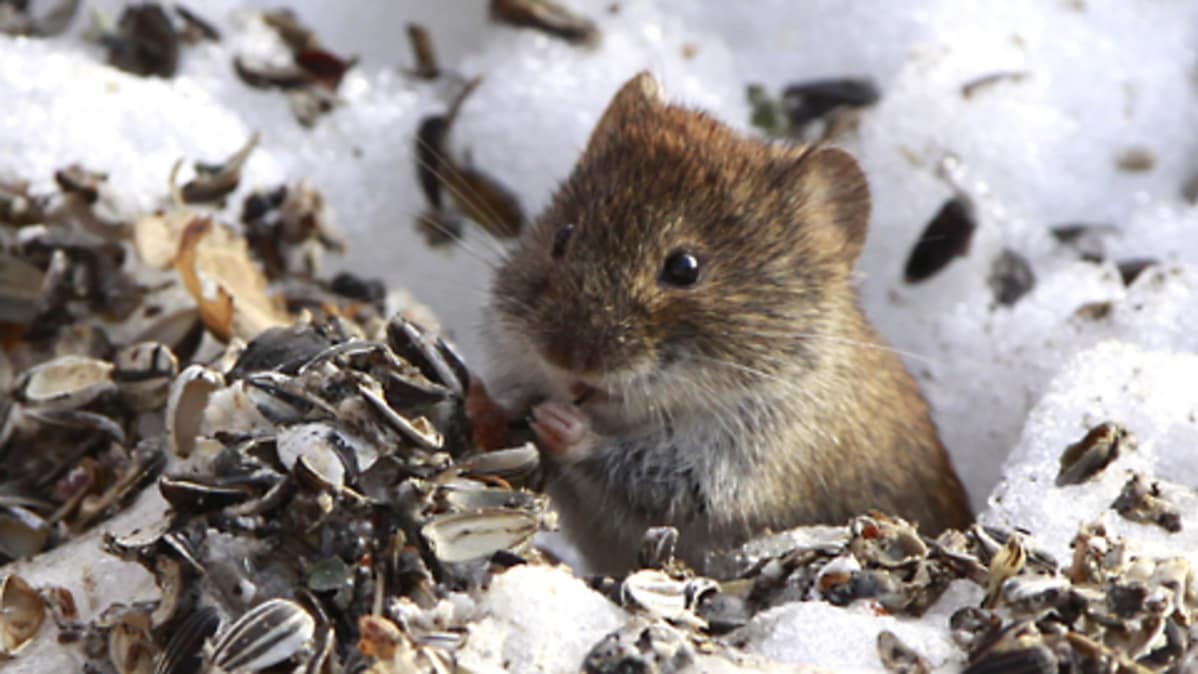 Metsämyyrä lintujen ruokintapaikalla.