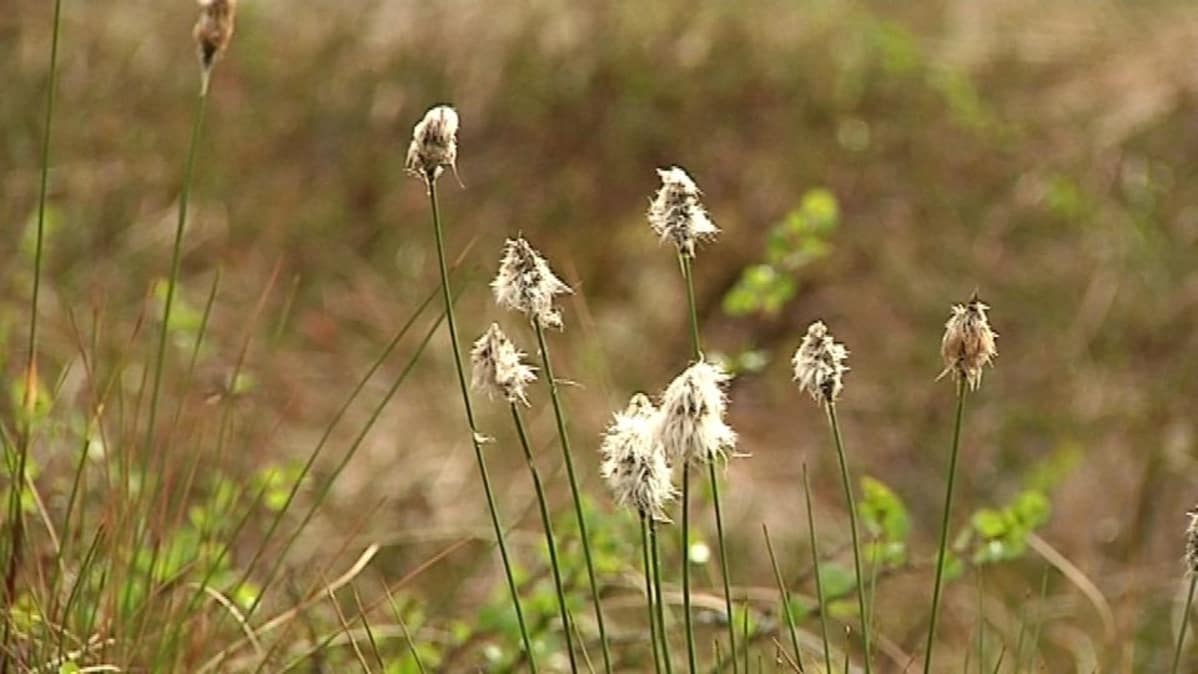 Tupasvilloja suolla.