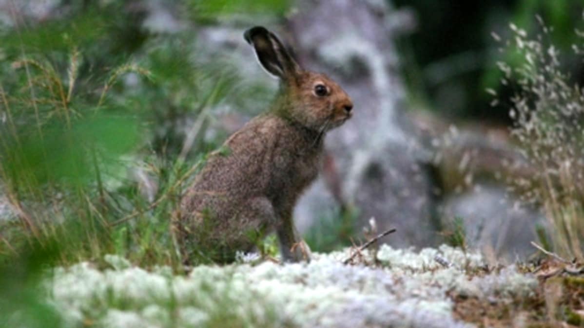 metsäjänis kesäturkissa