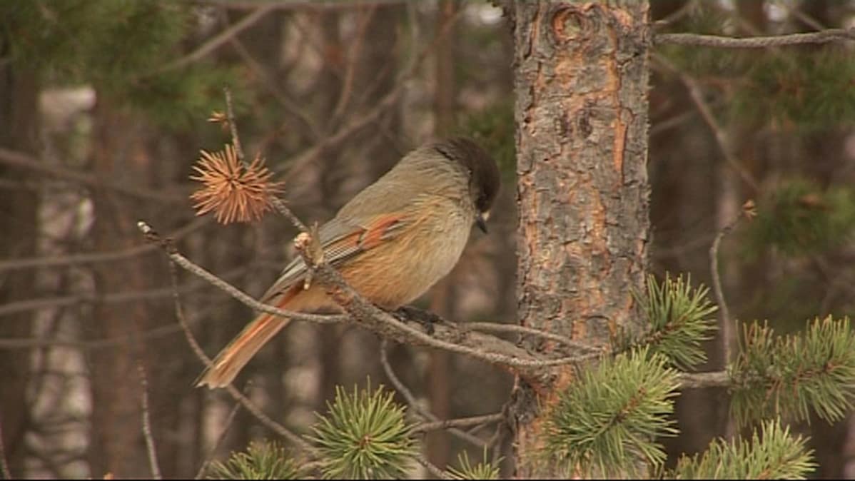 Kuukkeli oksalla.