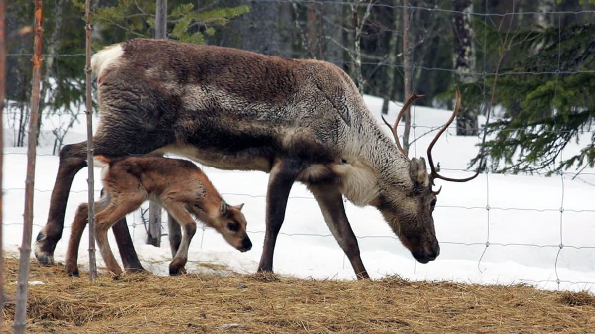 Vastasyntynyt, vuoronkauden vanha poronvasa