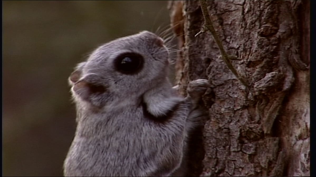 Liito-orava