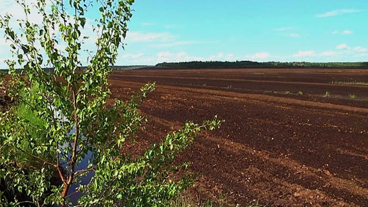 Taipalsaaren Suursuon turvetuotantoalue.