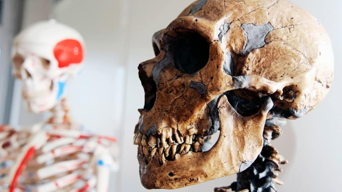 Neandertalilaismiehen kallo.