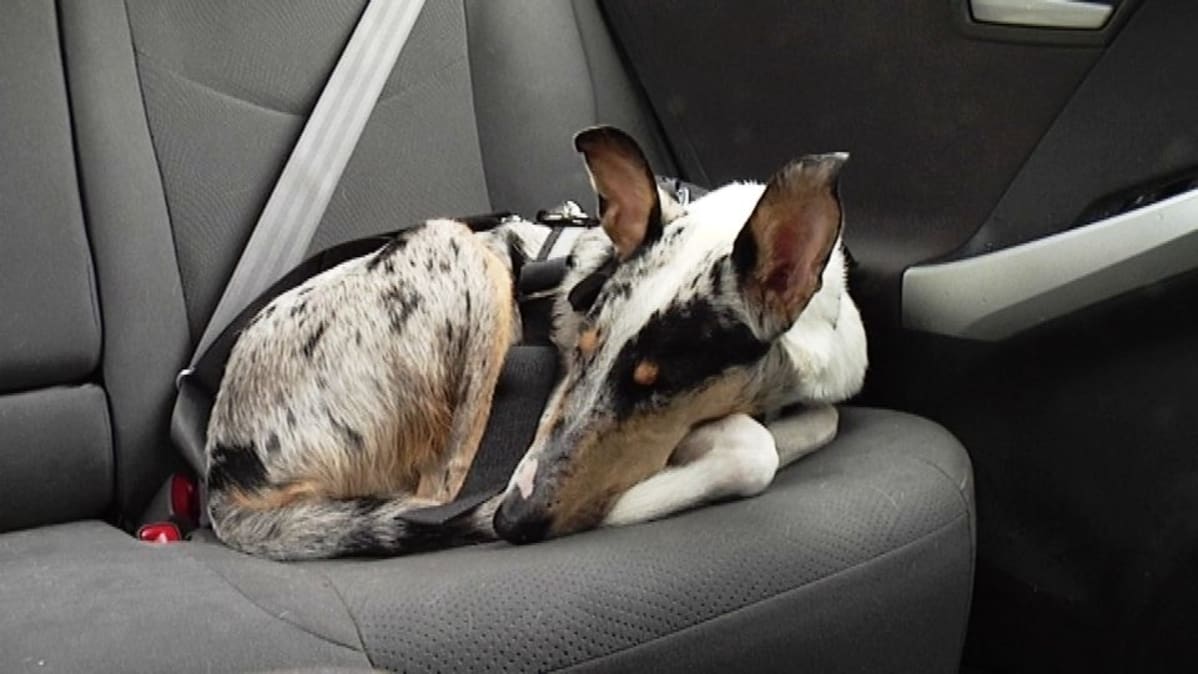 Sileäkarvainen collie nukkuu auton takapenkillä turvavöihin kiinnitettynä.
