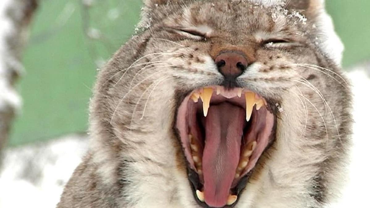 Ilves haukottelee makeasti Ranuan eläinpuistossa.