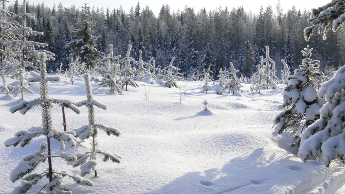 Mäntytaimikkoa talvella.