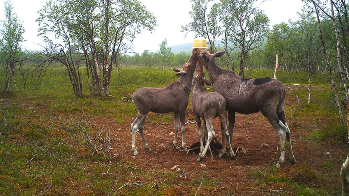 Hirvet nuolukivellä