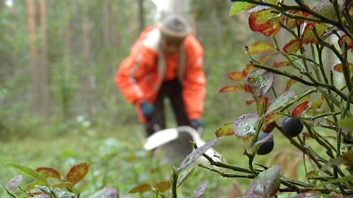 Thaimaalainen marjanpoimija.