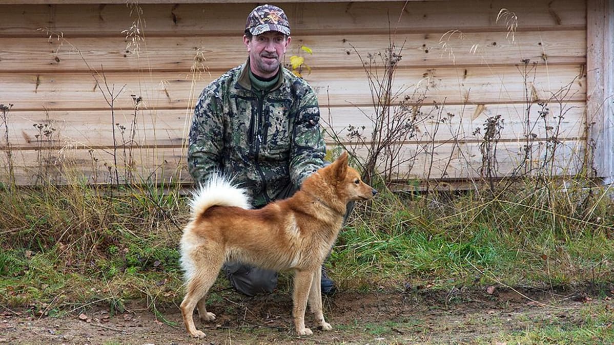 Linnunhaukun Pohjoismaiden mestari 2013 suomenpystykorvauros Rieskamaan Jurre ja omistaja Jukka Kytökorpi