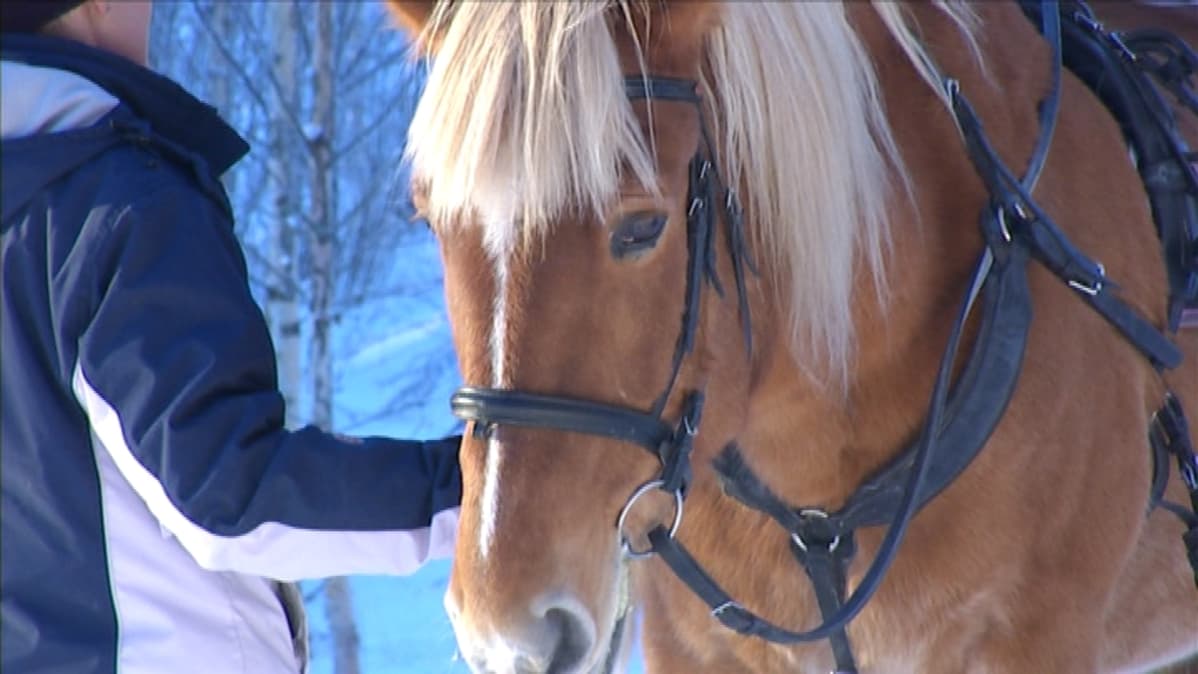 Ihminen pitää hevosta kiinni suitsista.