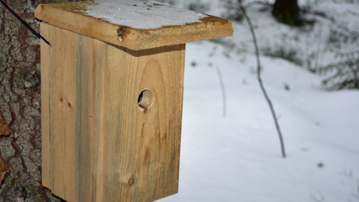 Pikkulinnun linnunpönttö talvisessa maisemassa.