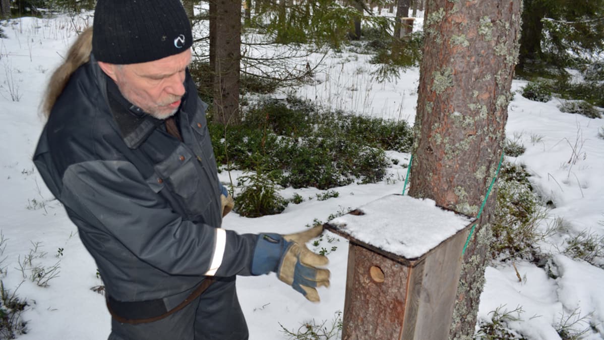 Biologi Vesa Hyyryläinen esittelee varpuspöllön pönttöä.