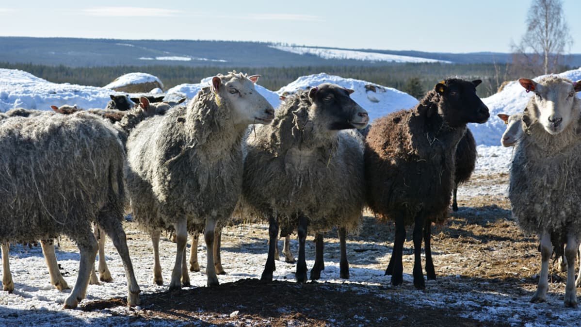 Lampaat seisovat rivissä. Taustalla kainuulainen vaaramaisema.