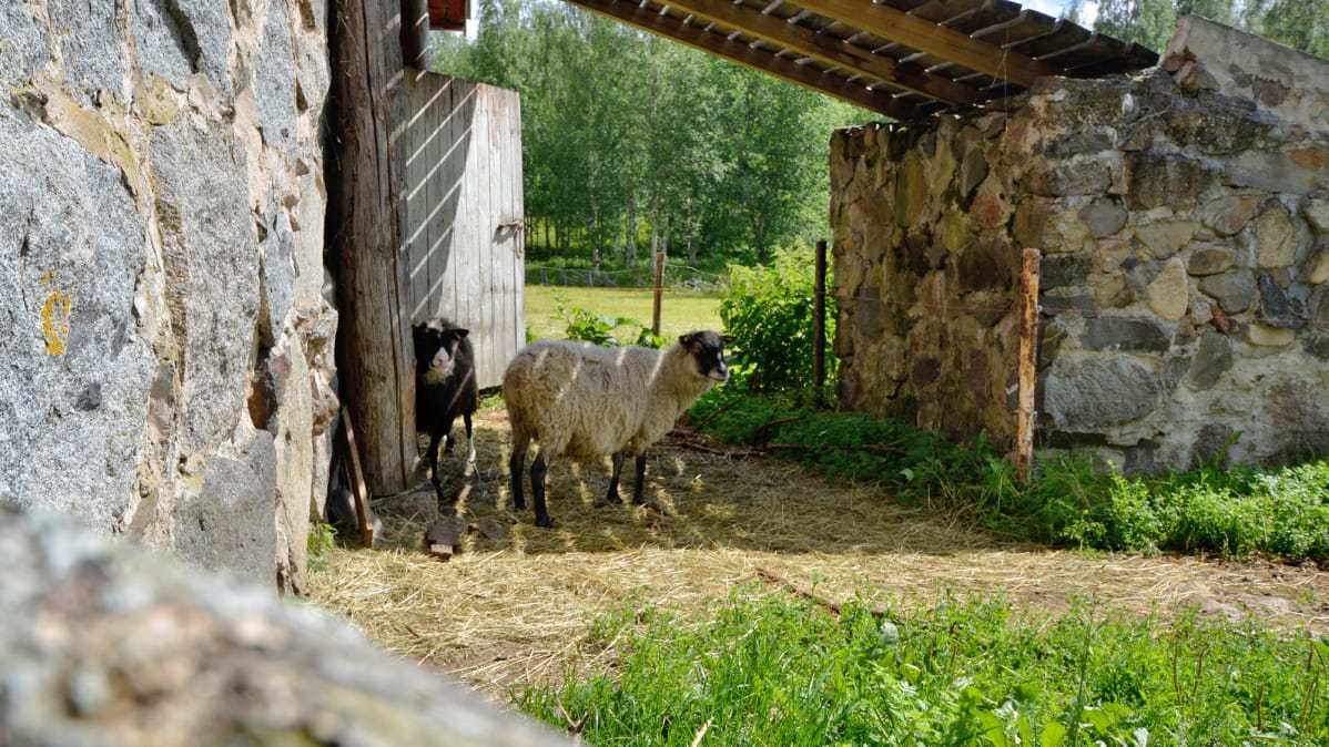 Lampaat pitävät lepotaukoa Harjun tilalla.