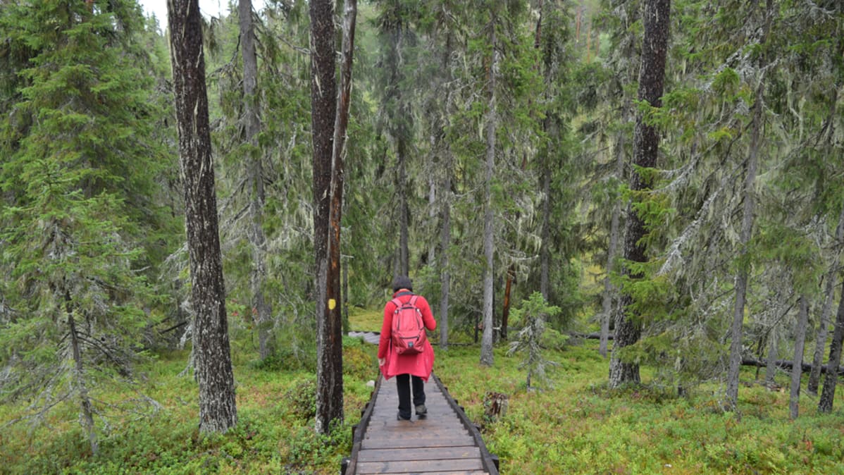 Retkeilijä Suomussalmen Hossan retkeilyreitillä.