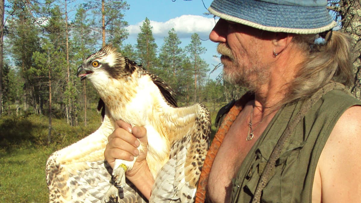Vesa Hyyryläinen Jaska-sääksen kanssa 25.7.2014 Jaskan rengastuspäivänä.