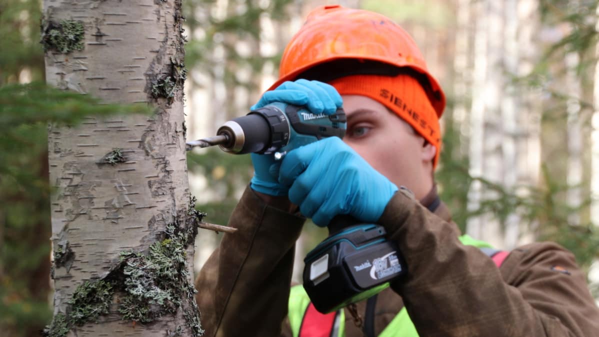 MTT:n hanketyöntekijä Esa Laine poraamassa koivuun reikää pakuriymppiä varten.