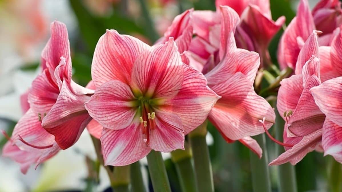 Ritarinkukkaa kutsutaan usein nimellä amaryllis.