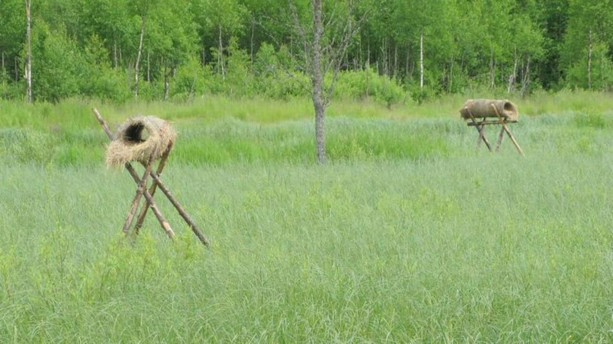 Sorsanpesiä rantakaislikossa.