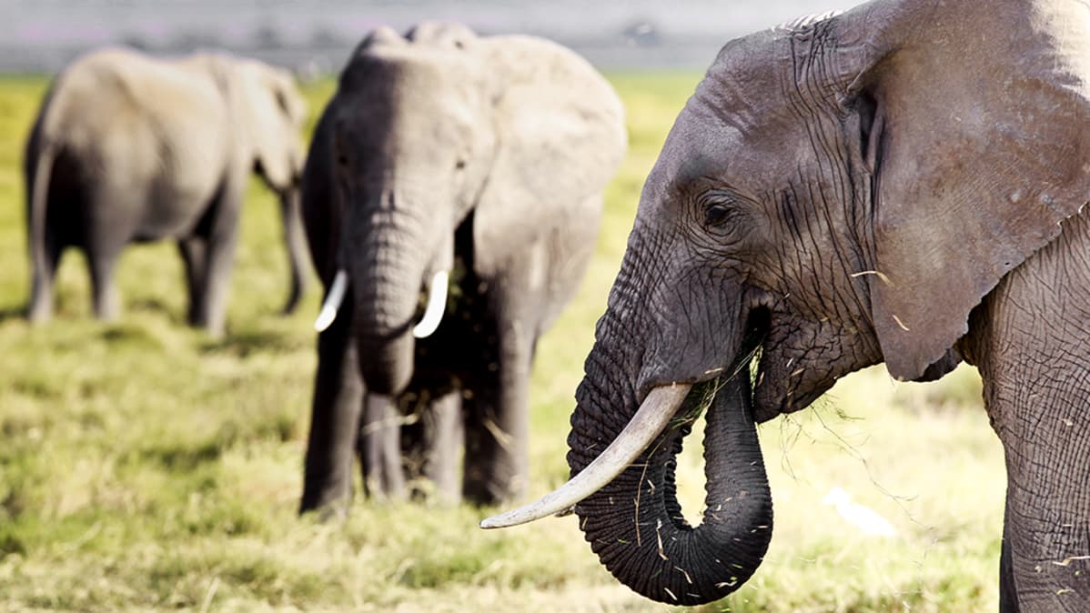 Afrikannorsuja kuvattuna Kenialaisessa luonnonpuistossa
