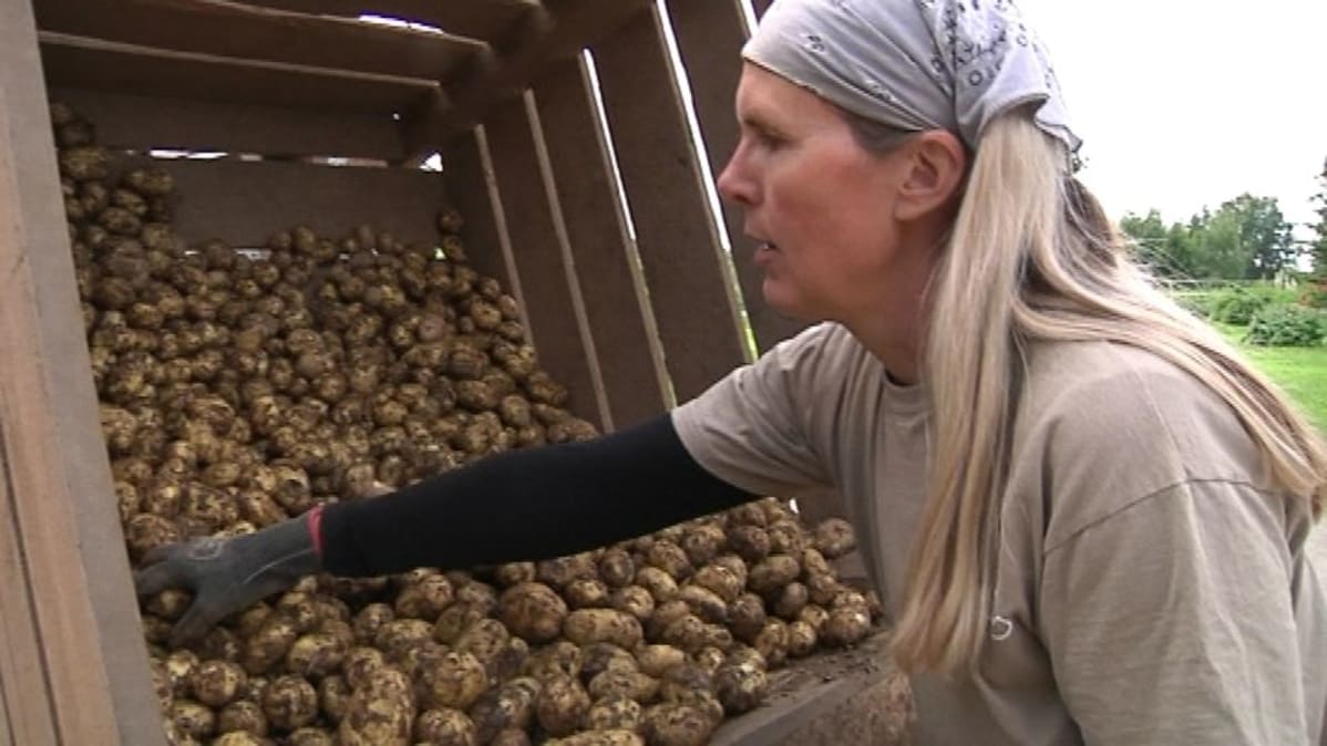 Perunaa pakataan kauppan Lammilla