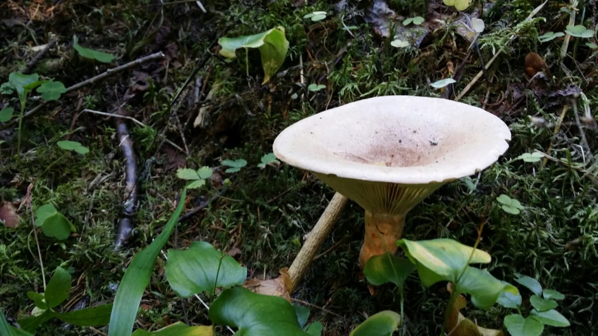 Yksinäinen haaparousku metsässä.