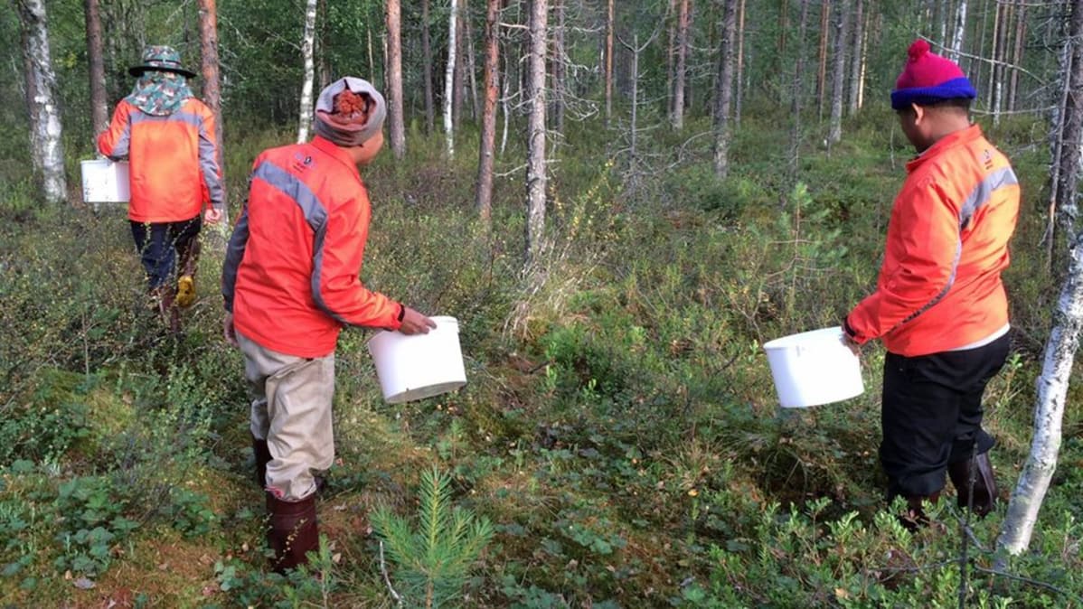 Thaipoimijoita metsässä.