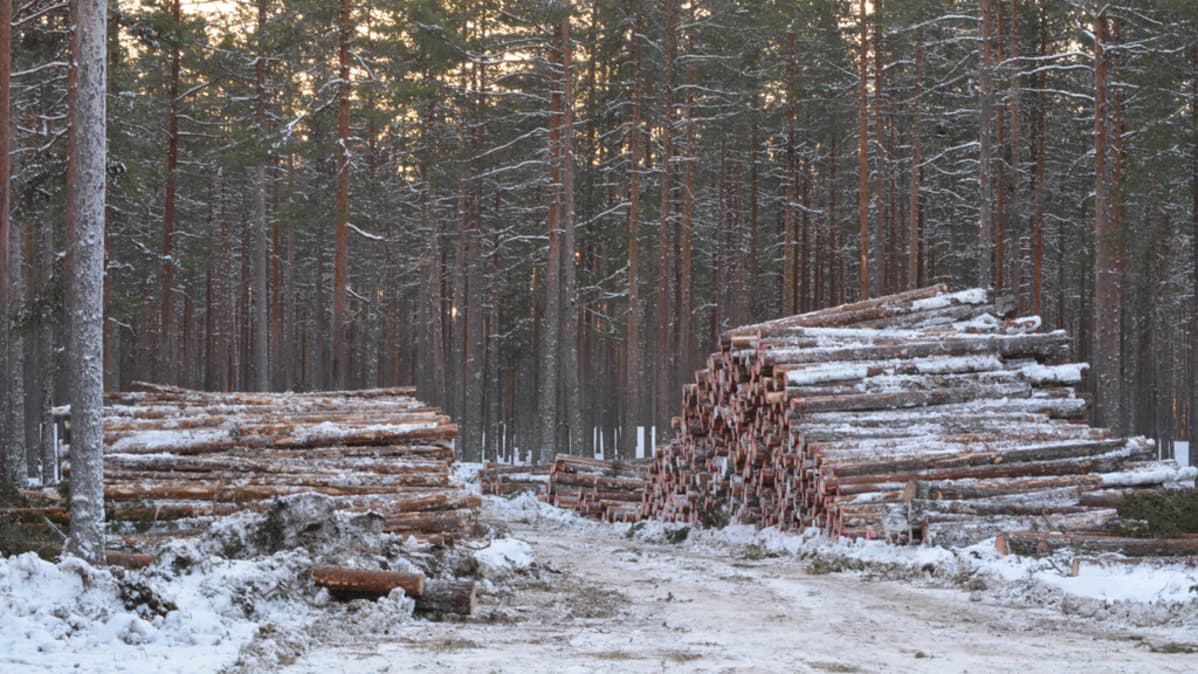 Puupinoja Ärjänsaaressa