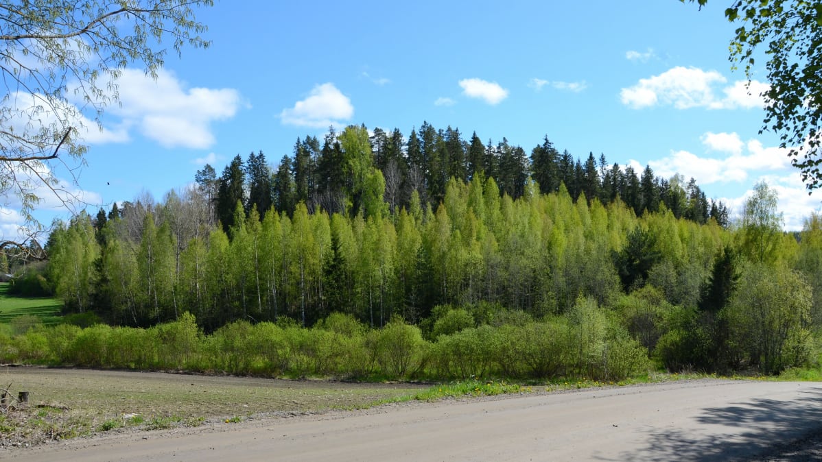Metsäinen mäki auringossa