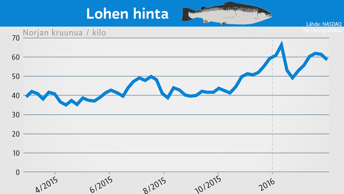 Lohen hinta