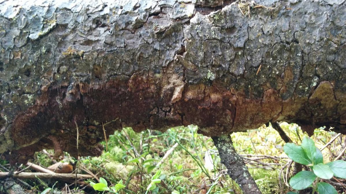 kaatuneen lahopuun alaosassa kasvaa ruostekääpää