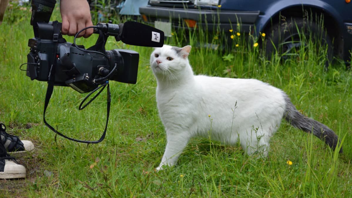 Kissa tutkii videokameraa ruohikossa.