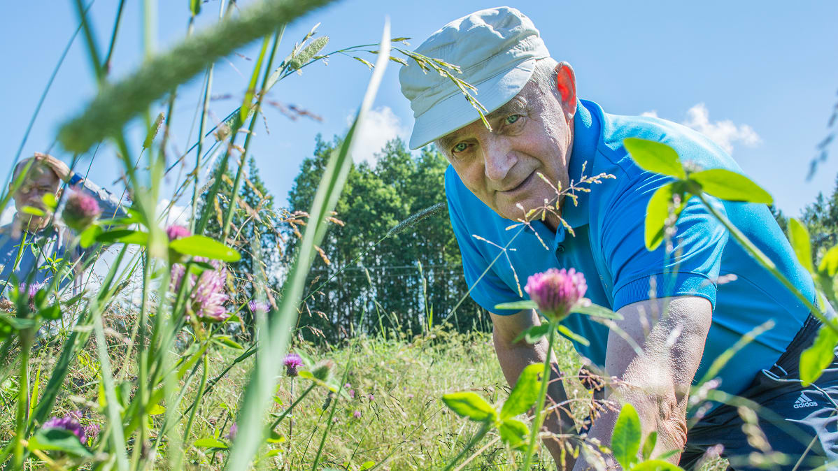 Eläkkeellä olevan Muhoksen maatalousoppilaitoksen tilanhoitaja Kalevi Leskelä ja Koivikon tilan puna-apila