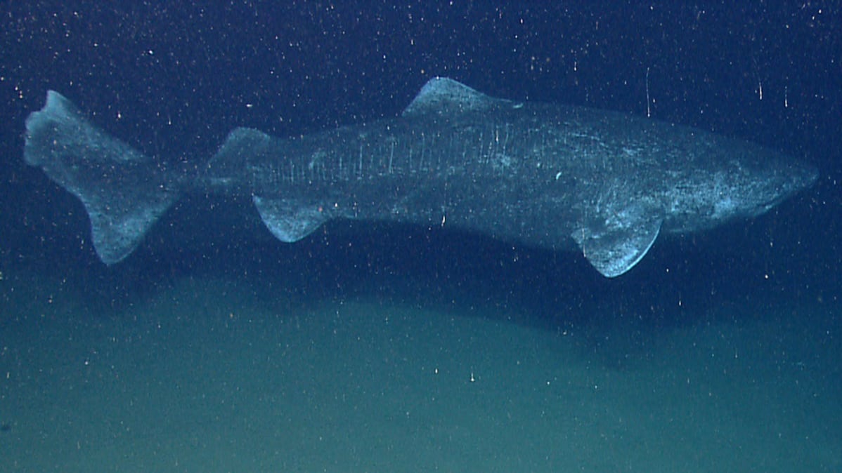 Jäähai - Somniosus microcephalus (lat.).