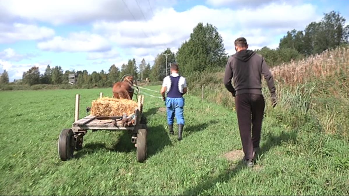 Hevonen ei turmele peltoa, kun esimerkiksi aitaa kerätään.