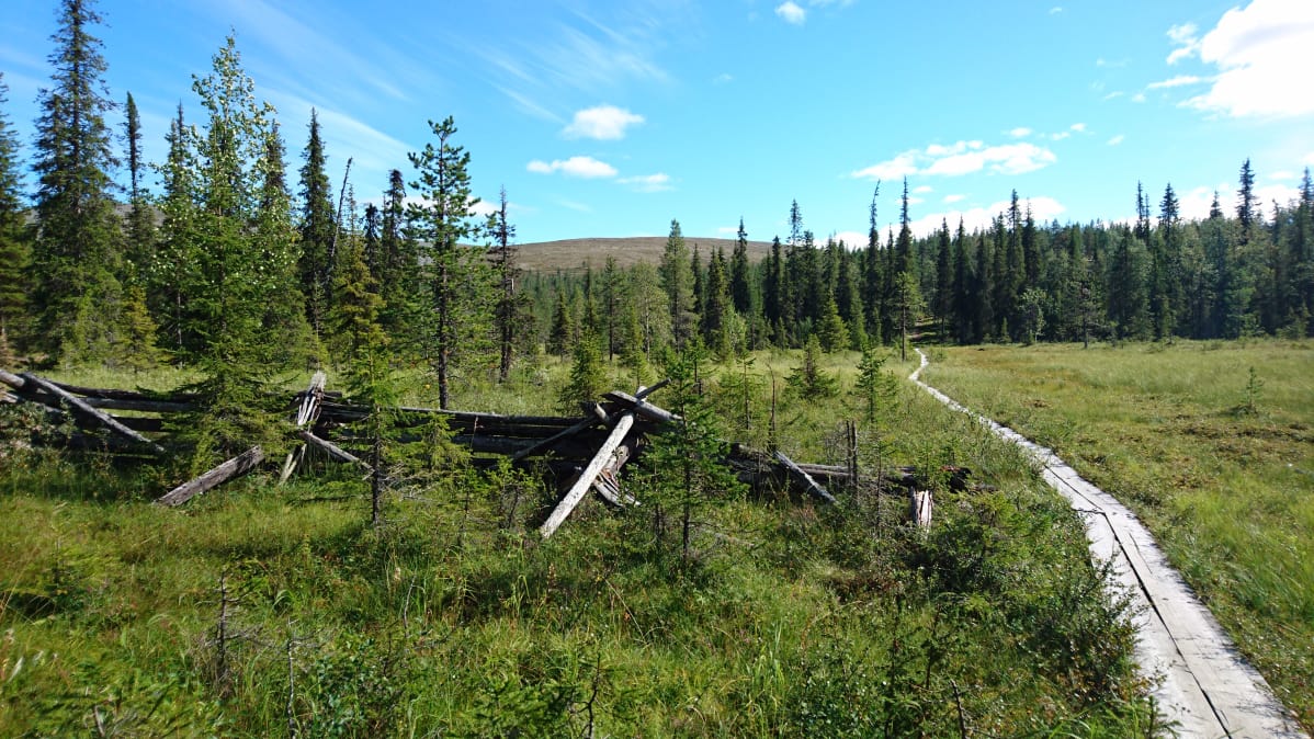 Pitkospuut kiemurtelevat metsää kohti tunturimaisemassa