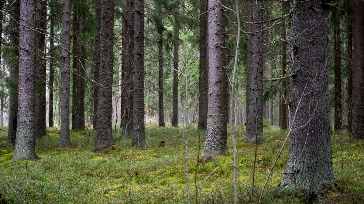 Metsää.