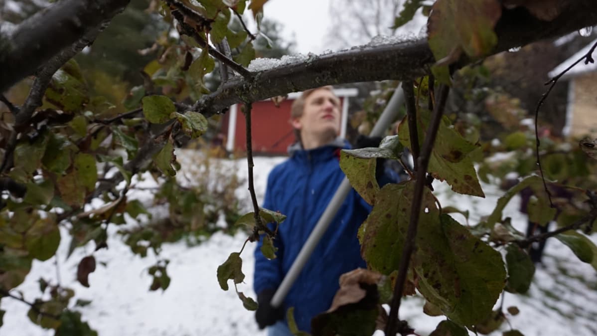 Arttu poimii omenoita