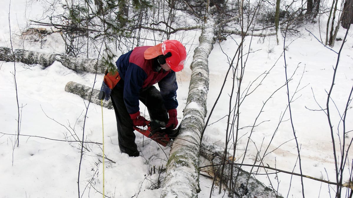 Metsuri kaataa puuta talvisessa metsässä.