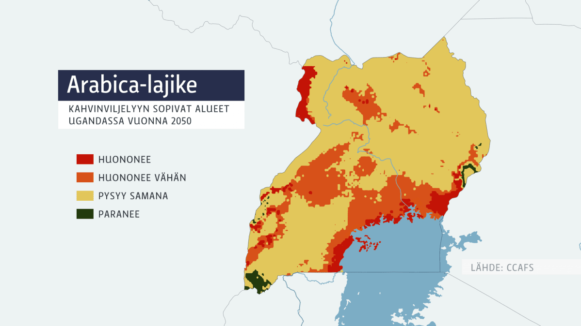 Arabica kahvi lajikkeet Uganda.