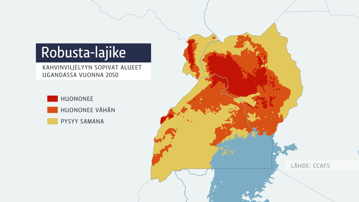 Arabica kahvi lajikkeet Uganda.