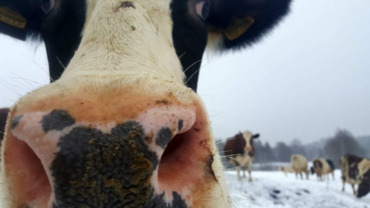 Lehmiä ulkona