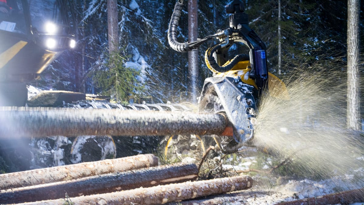 Metsätyökoneella pilkotaan puuta.