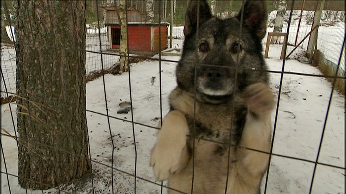 Arto Tiaisen Nestori-koira ulkona häkissään