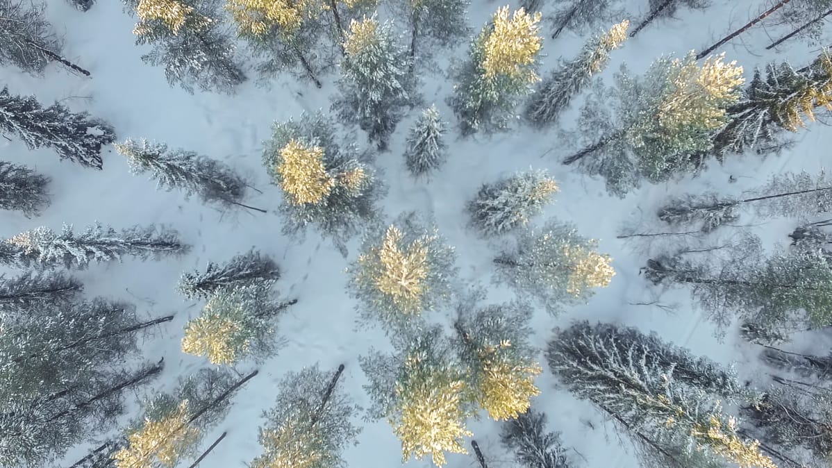 Mäntyjä ja kuusia ilmakuvassa.