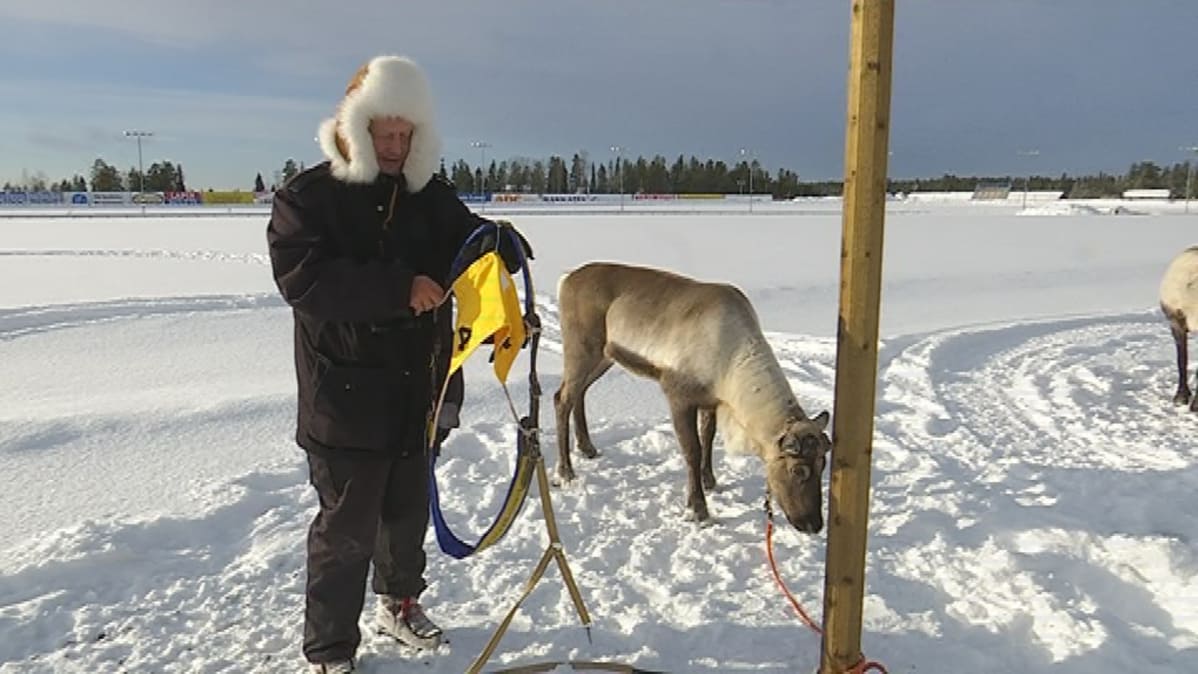 Oula Sara on harrastanut porokilpailua ainakin kolmekymmentä vuotta ja harrastus jatkuu yhä.