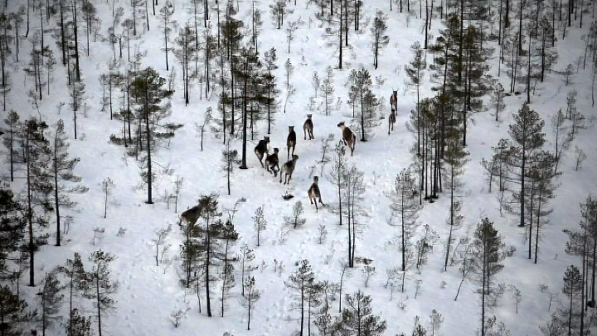 Metsäpeuroja Lappajärven metsissä nähtynä ylhäältä helikopterista