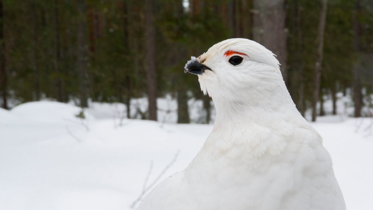 Riekko-koiras katselee metsään.
