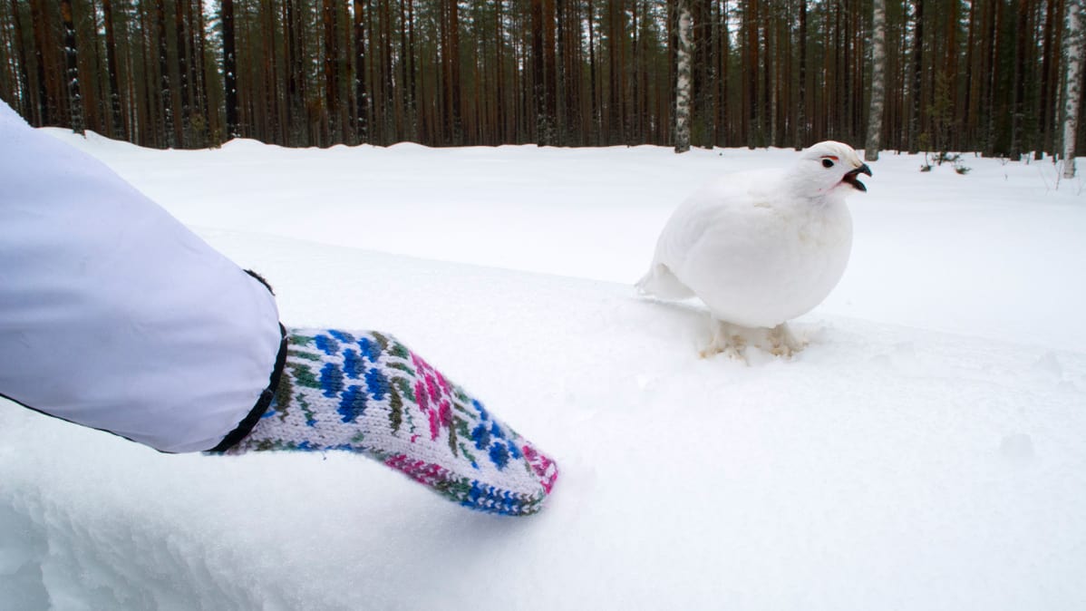 Nainen yrittää kiinnittää riekon huomion.